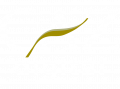 Caz Digital Logo